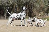 DALMATIEN 094